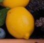 Vitanosol